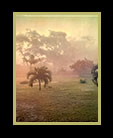 3 palm trees in a foggy scene thumbnail